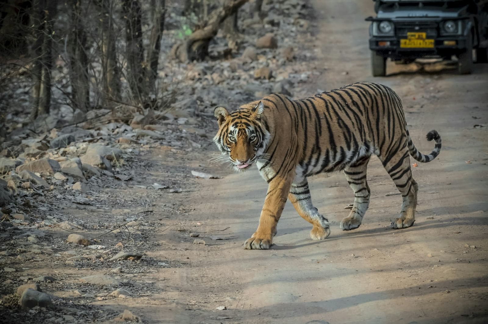 Golden Triangle Tour with Ranthambore Tiger Safari hero (real)